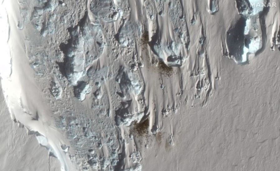 Nueva colonia de pingüino emperador descubierta por satélite