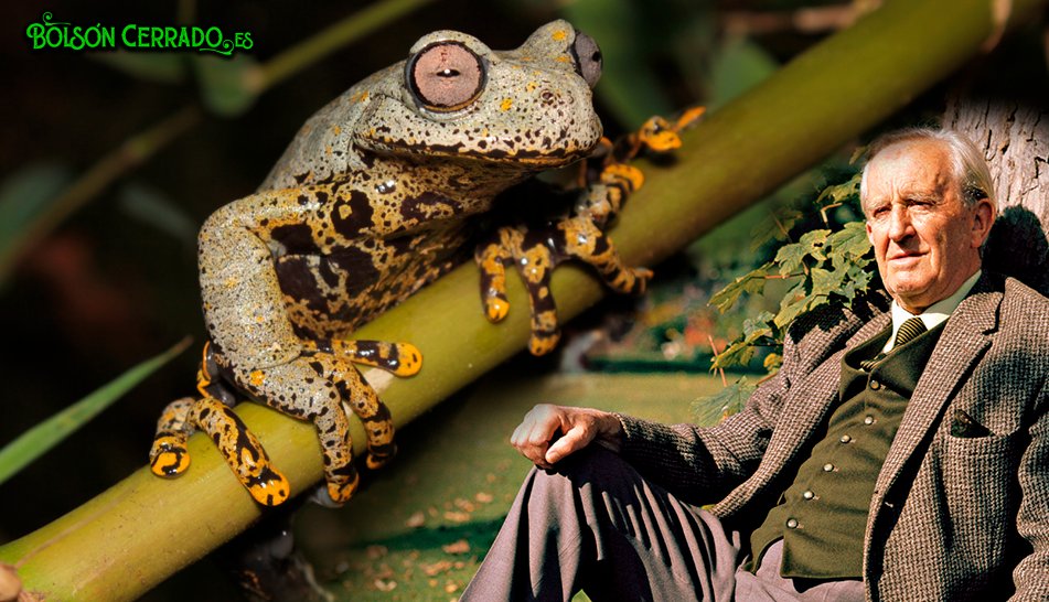 (+Foto) Así es Hyloscirtus Tolkieni, la rana ecuatoriana bautizada en honor a Tolkien