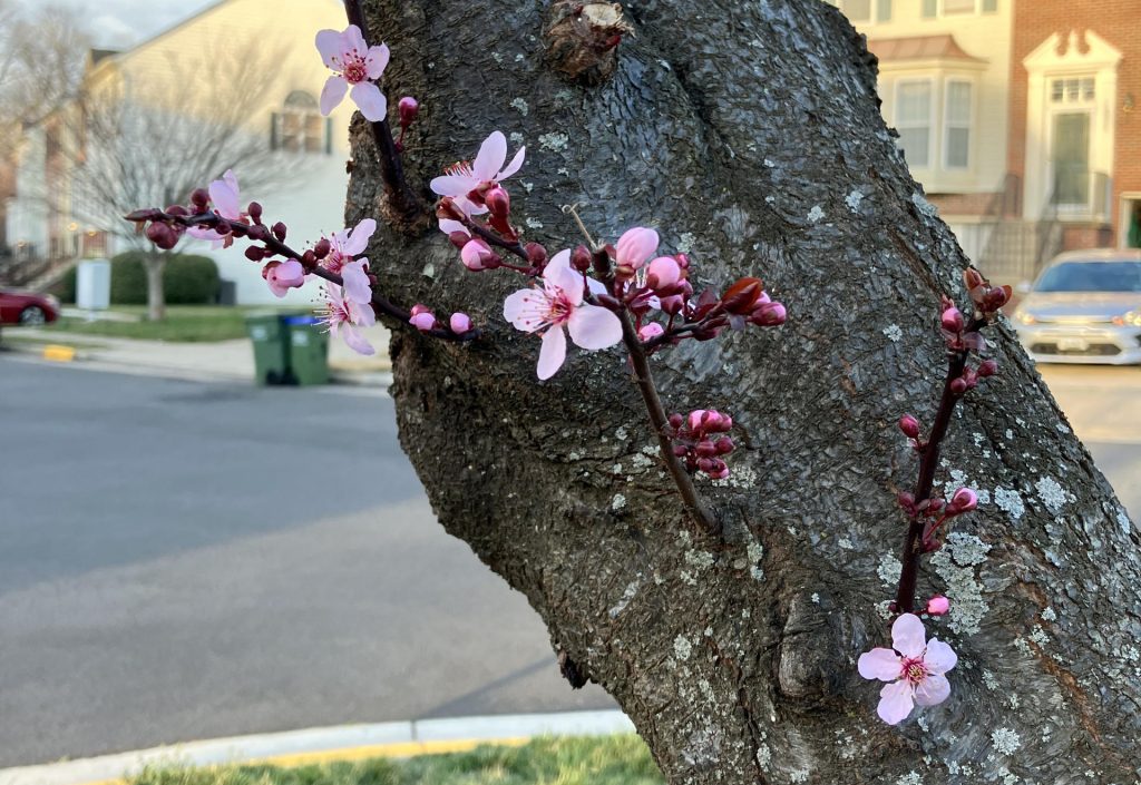 Cerezos en flor en Washington y nieve en el letrero de Hollywood
