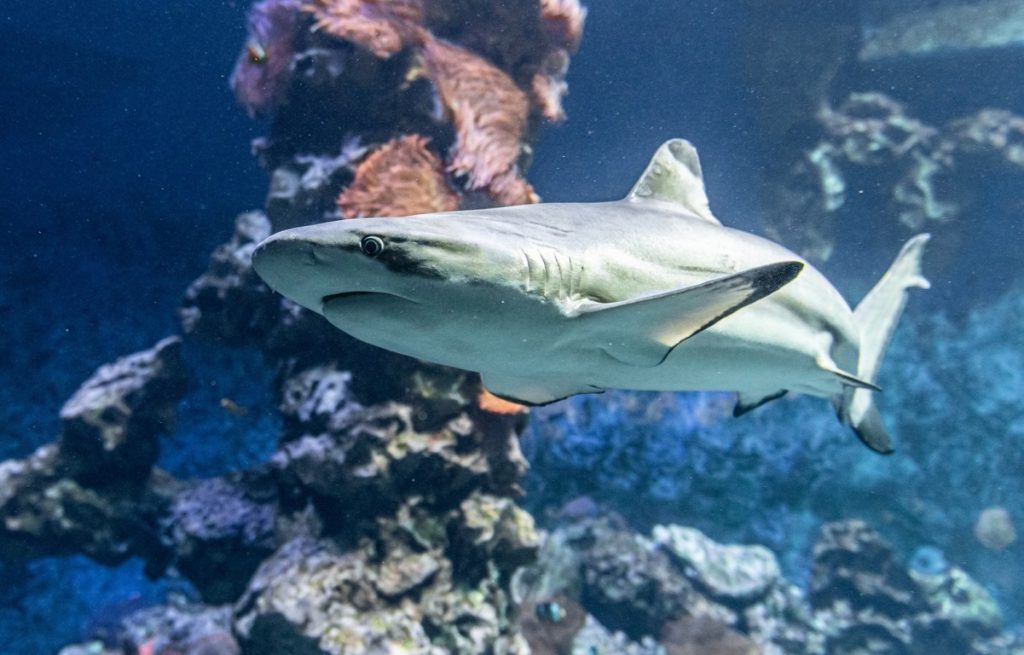 Adolescente falleció tras inusual ataque de tiburón en un río de Australia