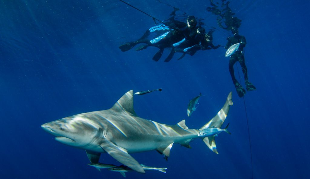 Pescador en North Beach capturó un tiburón toro de casi 3 metros y después lo liberó