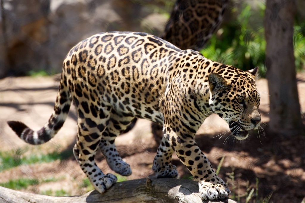 Un leopardo irrumpe en tribunal en el norte de la India y hiere a 5 personas