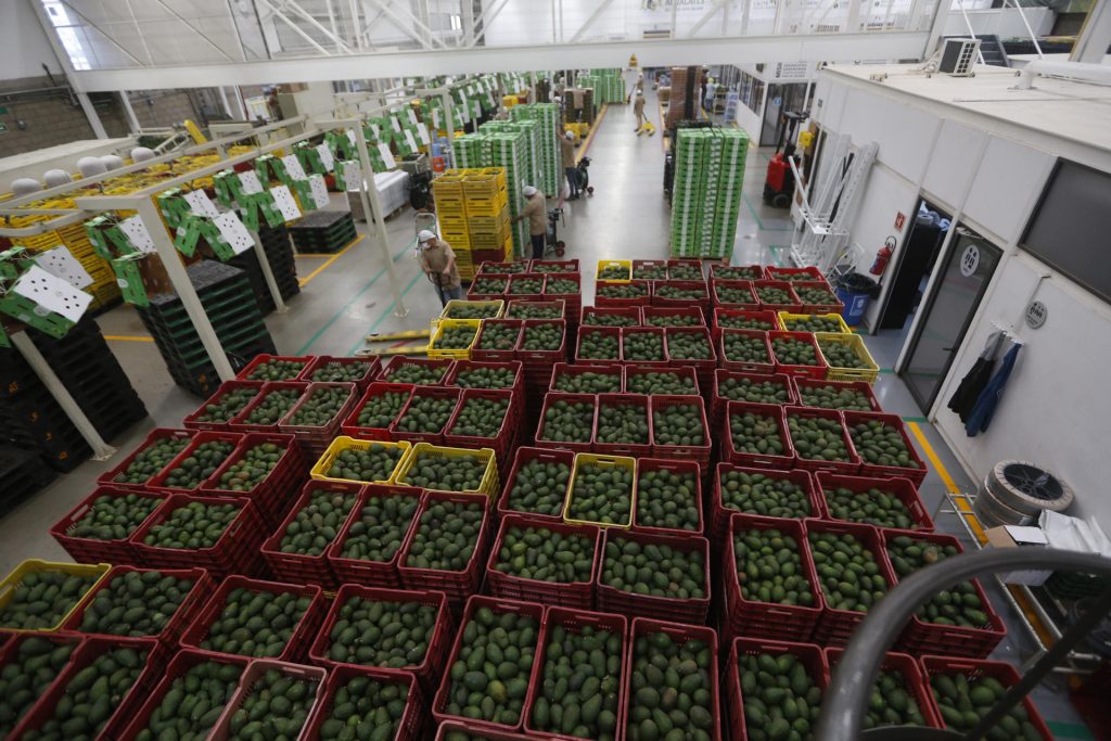 10 mil toneladas de aguacates de Jalisco para el Super Bowl
