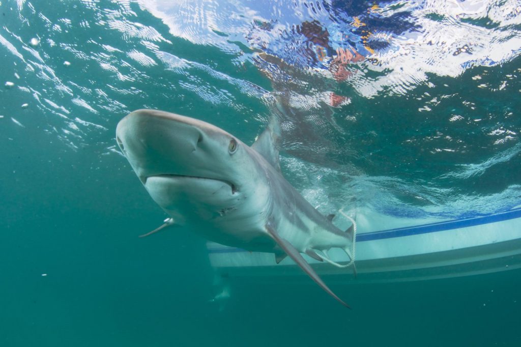Revelan la posible causa de que hayan bajado los ataques no provocados de tiburones