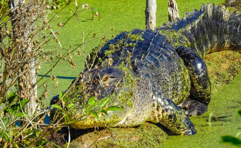 (+Video) Falleció mujer de 85 años tras ser atacada por un caimán de 3,3 metros en Spanish Lakes Fairways