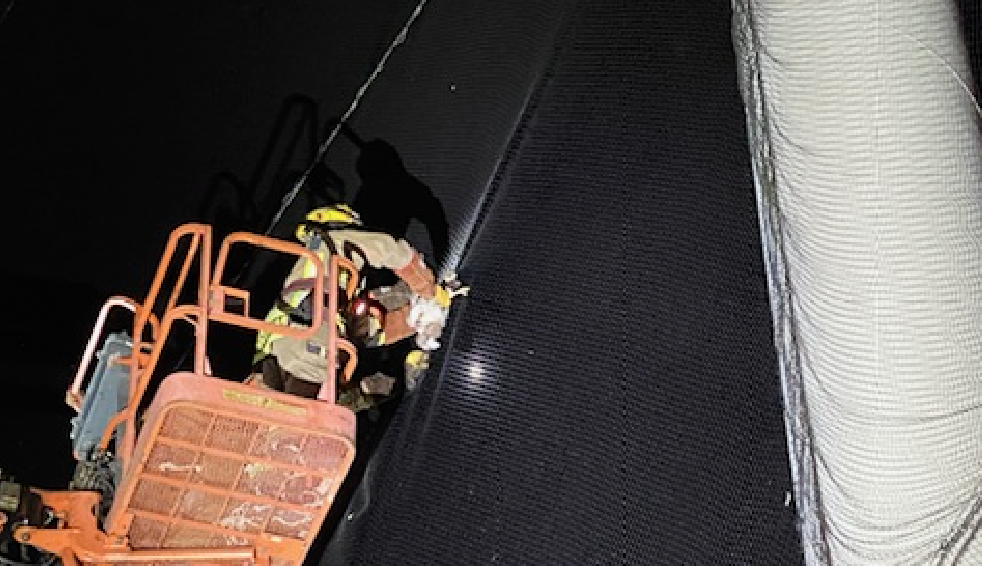 (+Fotos y video) Bomberos del condado de Orange rescataron a un halcón de una cancha de golf