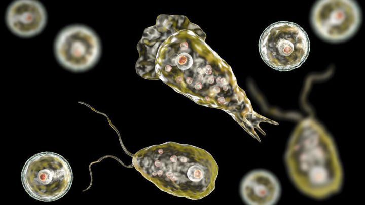 Muere hombre en Florida por infección de ameba "comecerebros" con agua grifo