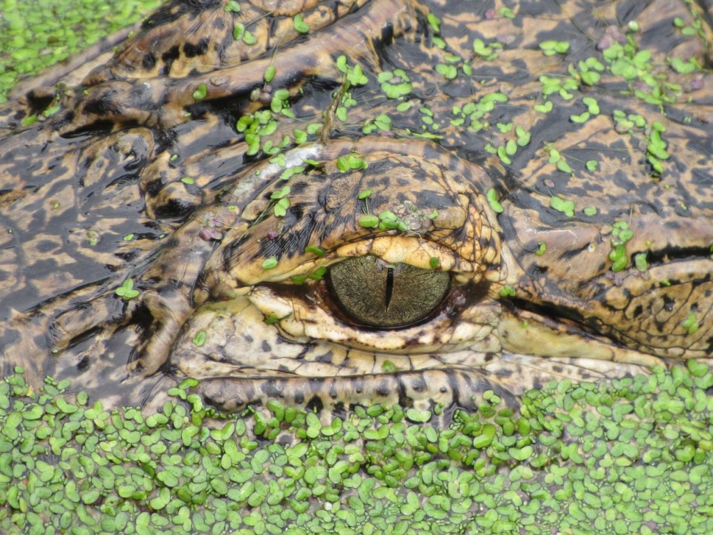 Caimán de 3,5 metros nadaba en la piscina de una casa del condado de Volusia