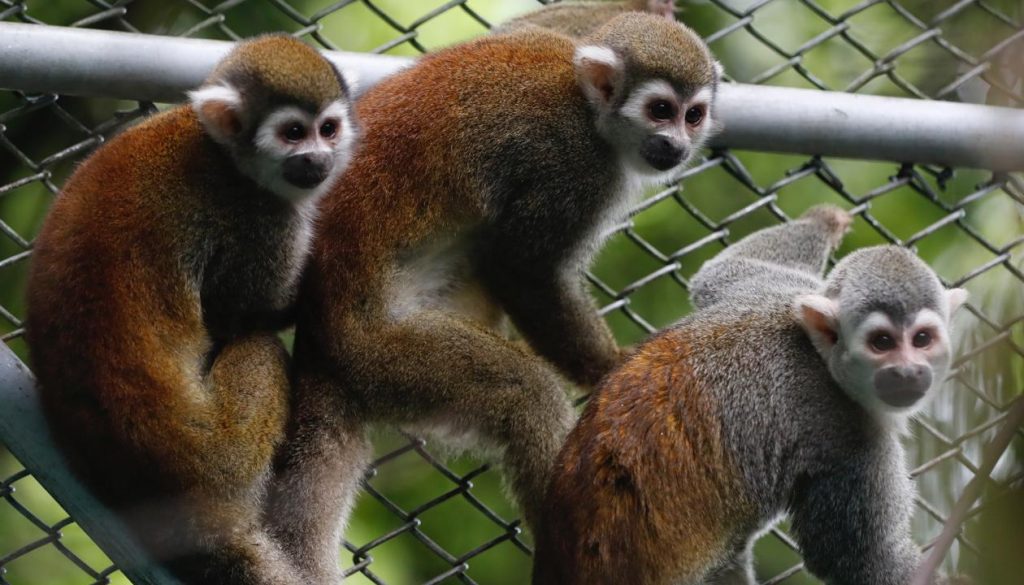 El drama de 108 monos liberados de la crueldad de un laboratorio en Colombia