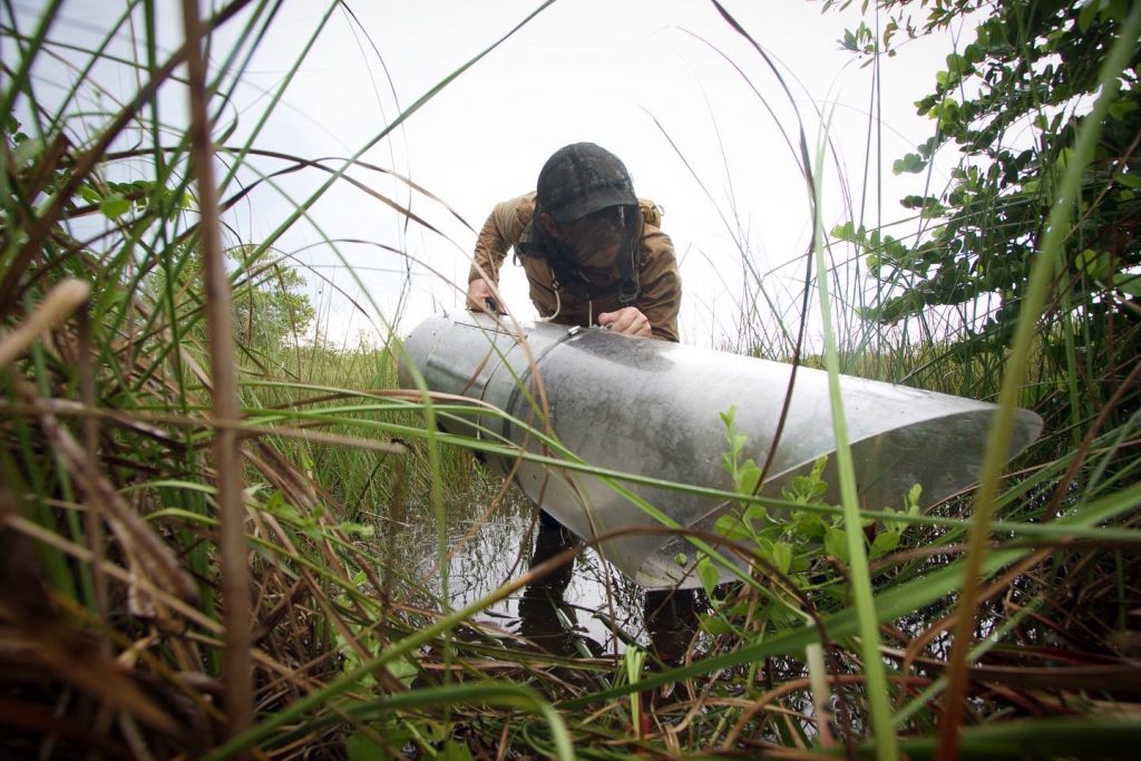 Al menos 3 condados de Florida están infestados del mosquito invasor Culex Lactator