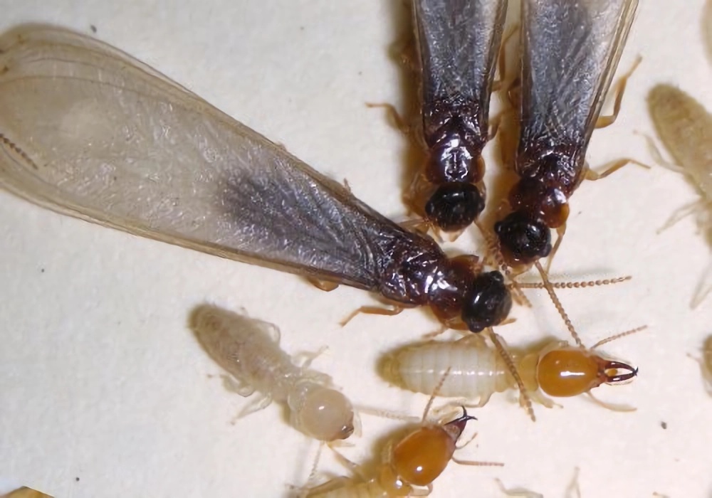 Alerta en Florida por la termita subterránea asiática, una plaga estructural importante