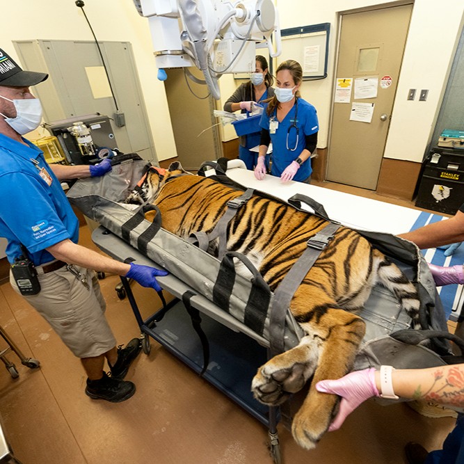 Médicos evaluaron a la jaguar Reina y la tigresa N'dari del Zoo de Miami por diferentes motivos
