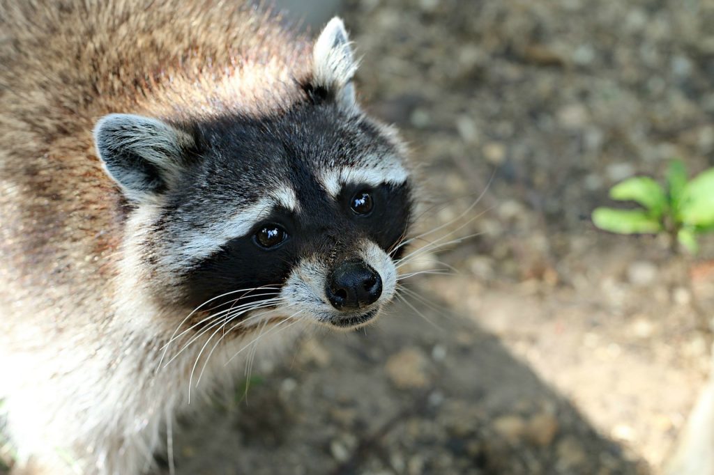 El perro mapache pudo haber originado la pandemia de la COVID-19, según la OMS