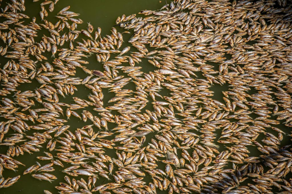 Comienzan a retirar los miles de peces muertos aparecidos en el río Darling de Australia