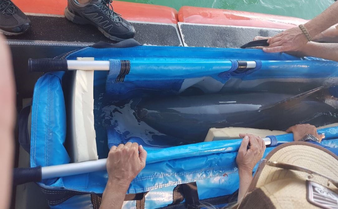 México es sancionada por no proteger a la vaquita marina y frenar el tráfico de totoaba
