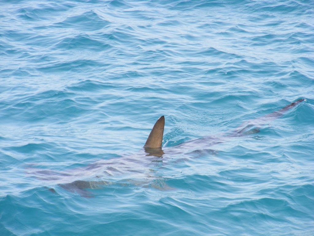 (+Fotos) Tiburón atacó a mujer de 50 años que hacía windsurf en Virginia Key