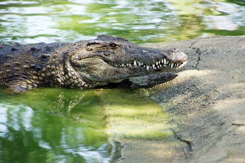 (+Video) Salvó su vida metiéndole los dedos en los ojos a un cocodrilo