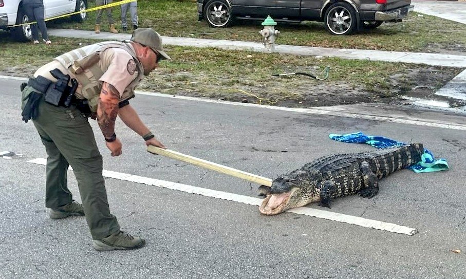 Policías se enfrentan a caimán que bloqueaba el tránsito en una carretera de Florida