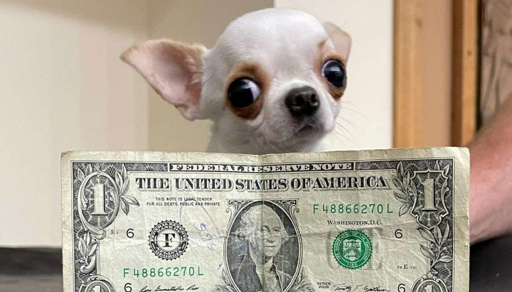 (+Video) Una chihuahua de Orlando obtiene el Guinness como el perro más pequeño del mundo