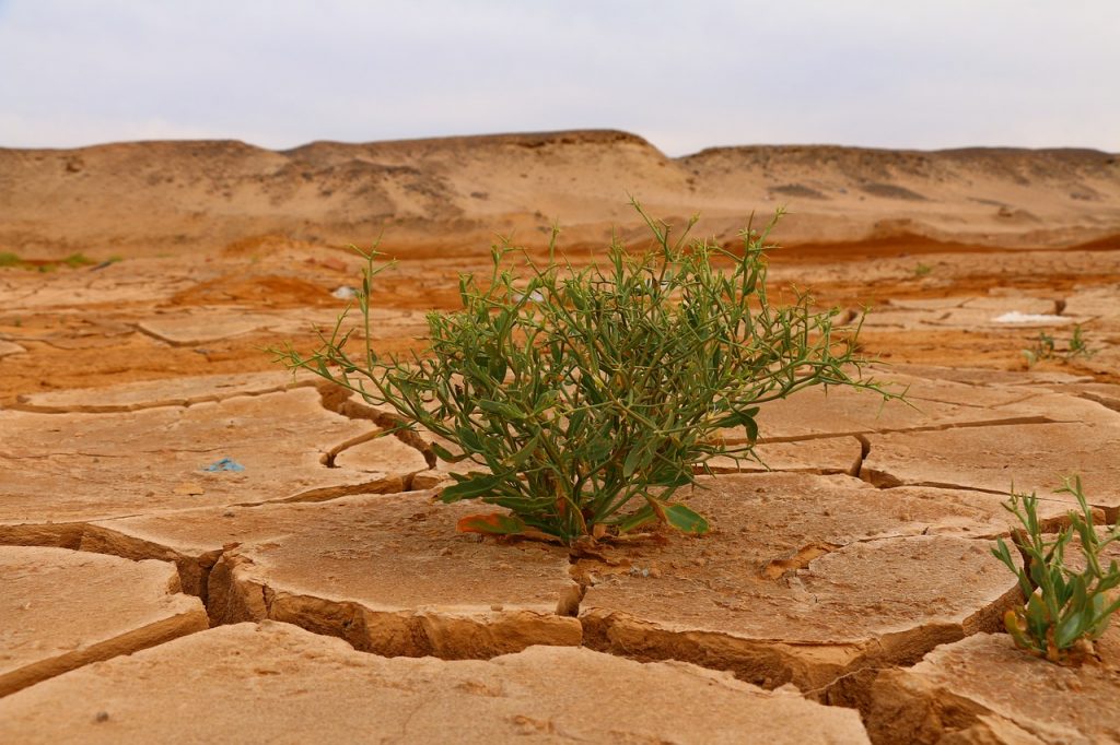 Google busca adaptar el mundo al cambio climático con el uso de IA