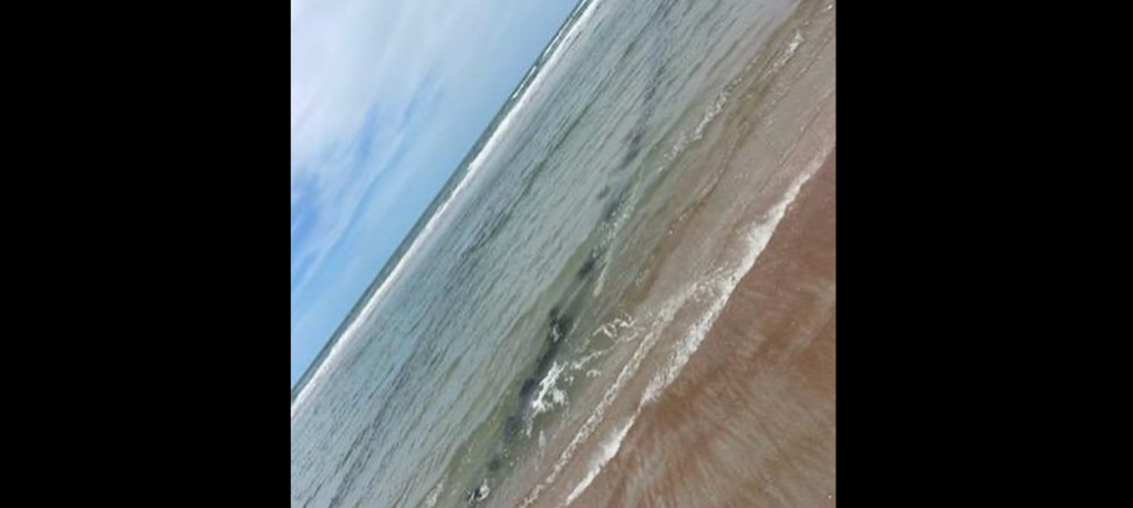 Erosión desentierra un barco antiguo hundido en Daytona Beach