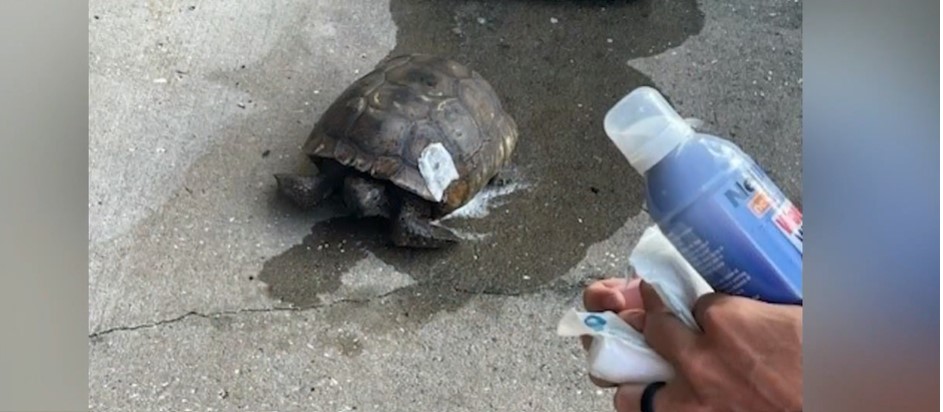 Algo sin sentido para hacerle a cualquier animal: FWC investiga tiroteo de tortuga de tierra protegida