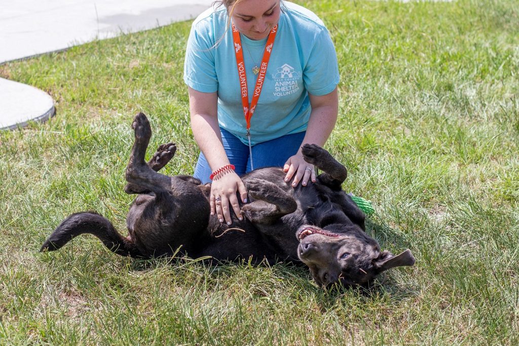 Refugio de Animales del Condado de Lake ofrece vacunas gratis contra el parvovirus canino