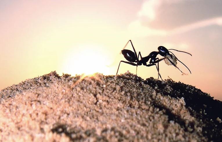 Las hormigas del desierto elevan sus nidos para no extraviarse