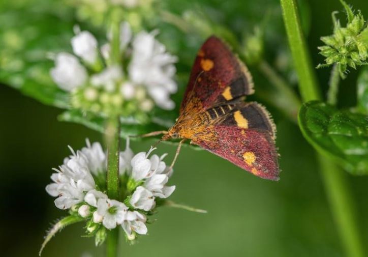 ¿Por qué las polillas son tan importantes como las abejas para la polinización?