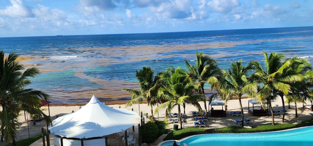 Disminuyó mancha gigante de algas marinas cerca de las playas de Florida