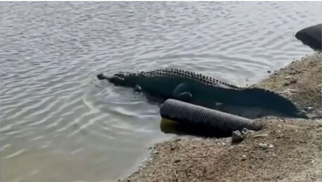 Caimán gigante invadió un campo de golf en Florida