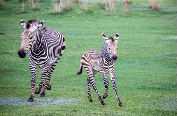 Dos cebras son los nuevos inquilinos de animal Kingdom