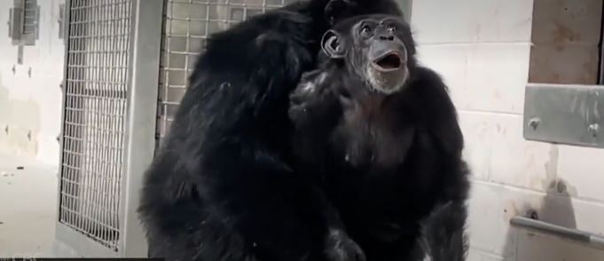 Chimpancé pasó 28 años enjaulada y ahora ve el cielo de Florida feliz Read more at: https://www.elnuevoherald.com/noticias/florida/article276826346.html#storylink=cpy
