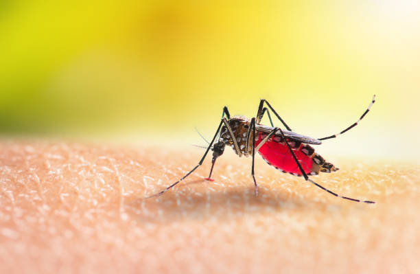 Alerta por enfermedades transmitidas por mosquitos tras reportar cuatro casos de malaria en Florida