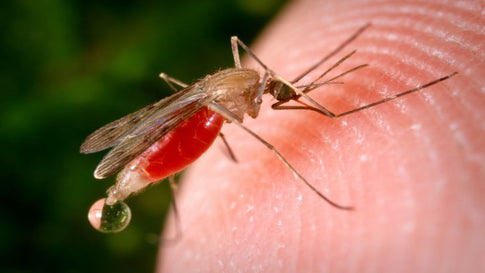 Florida alerta sobre aumento de enfermedades transmitidas por mosquitos en el estado
