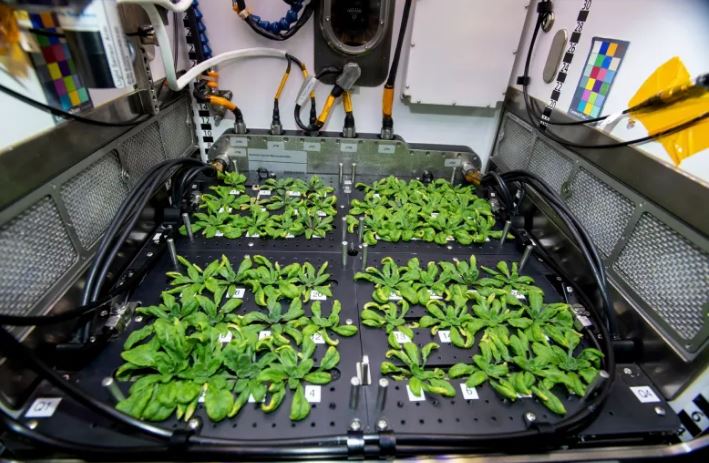 Lanzamiento de SpaceX envía bebés de plantas espaciales a la estación