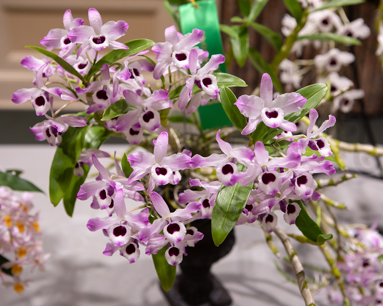 Exhibición y venta de orquídeas regresa a Florida Central 