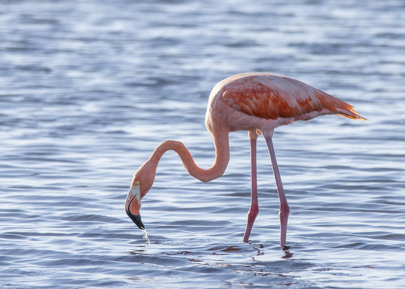 Índice de calor superará los 105 grados en Florida Central