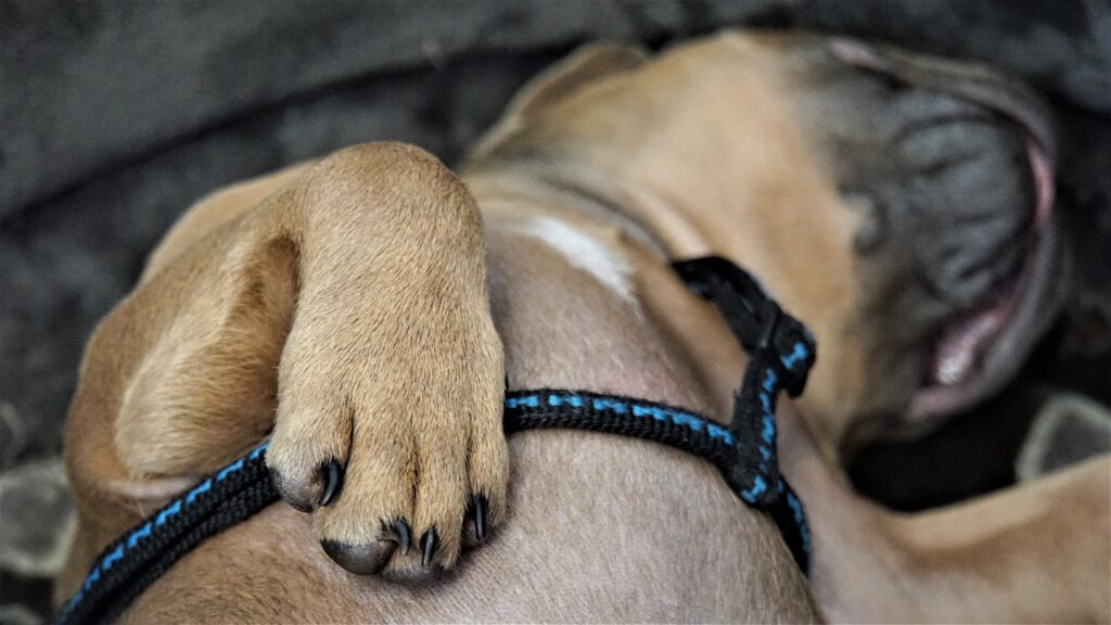 (+Foto) Dueña de bulldogs franceses robados en Casselberry ofrece recompensa de US$ 30 mil
