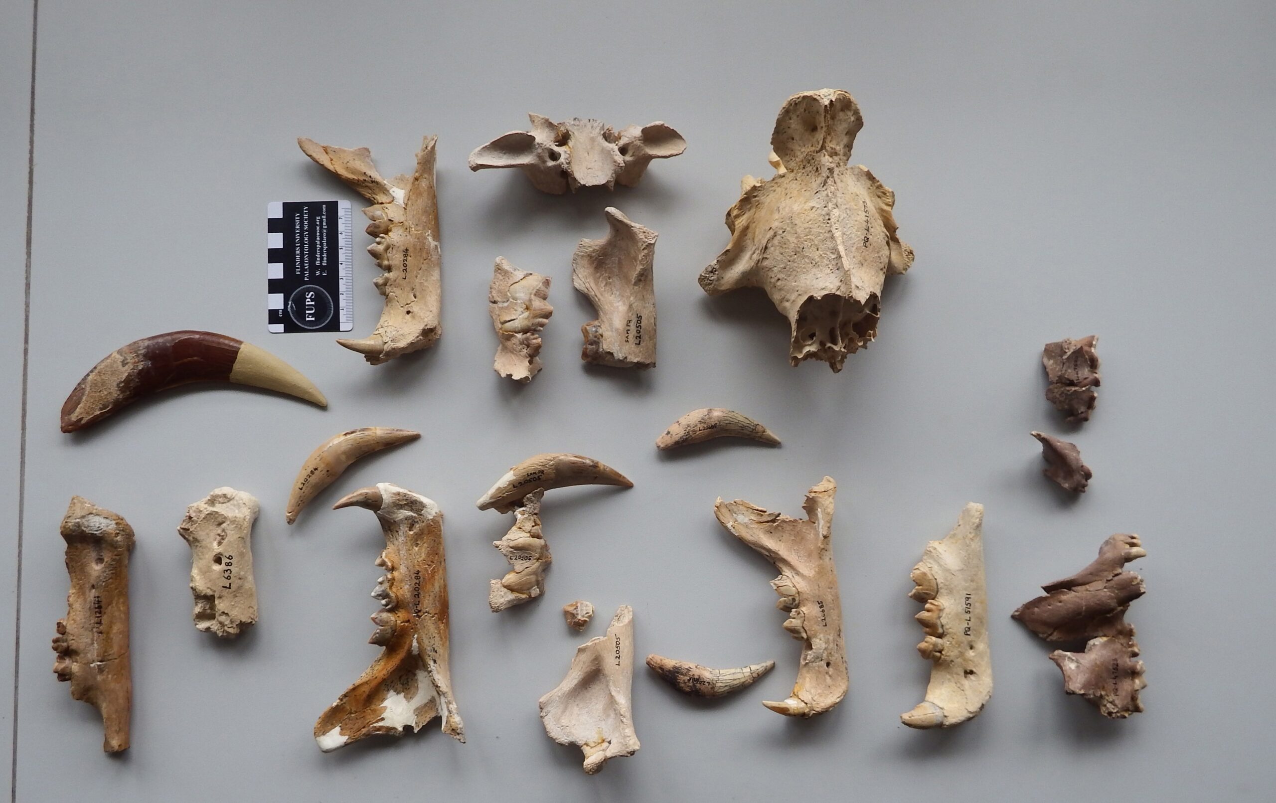 Descubren 2 nuevas especies de tigre dientes de sable de hace 5 millones de años en Sudáfrica