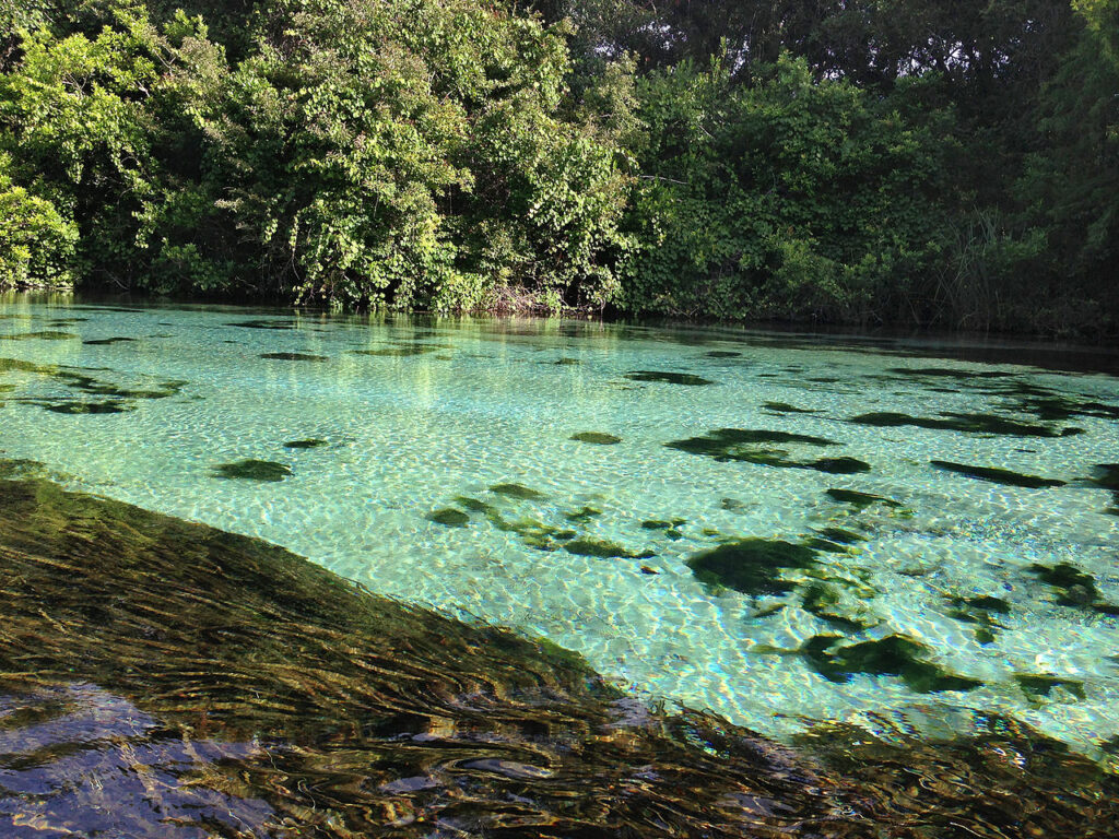Comisión de Conservación y Vida Silvestre de Florida aprobó zona de protección de manantiales en el río Weeki Wachee