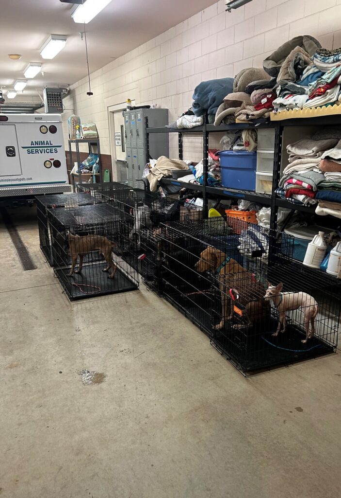 Hallan animales desnutridos y bolsas de basura con restos en vivienda de Altamonte Springs