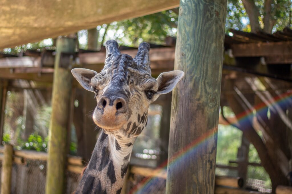 Murió Rafiki, la jirafa macho del zoológico de Brevard