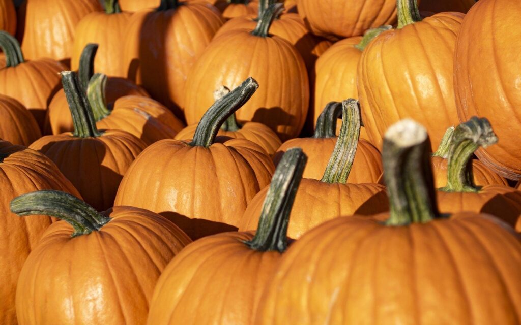 Tortugas de Disney's Animal Kingdom reciben alimentos a base de calabaza