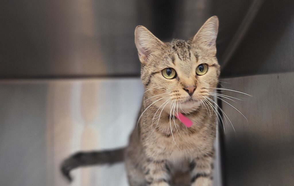 Ofrecen en adopción a animales víctimas de abuso en el condado de Seminole