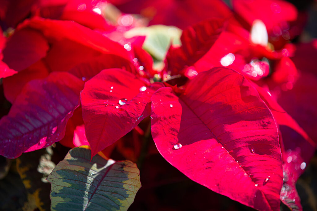 Holiday Blooms and Dazzling Nights vuelve a Leu Gardens