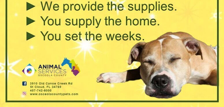 Los Servicios para Animales del Condado de Osceola lanzan un programa de pijamadas para perros del refugio durante la temporada navideñas