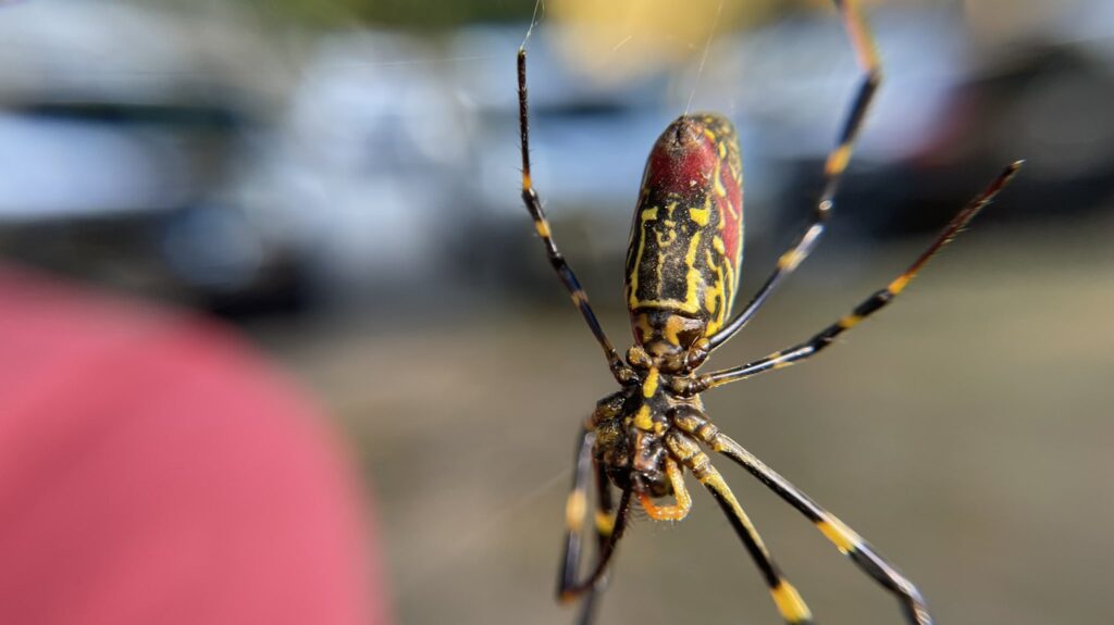 Científicos creen que la araña joro se extenderá en Florida