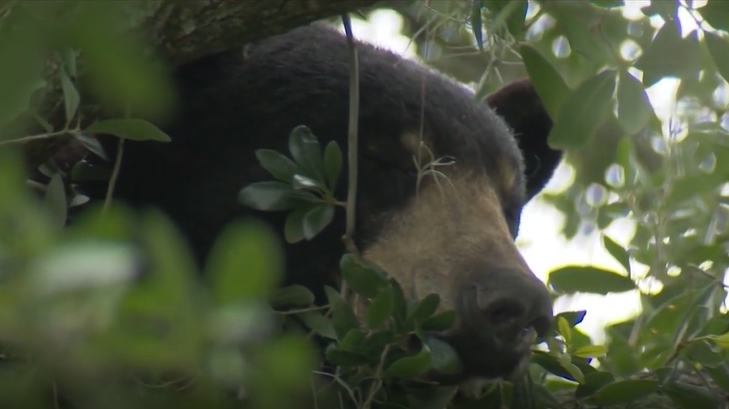 Presentan proyecto de ley que permitiría a los propietarios de Florida matar osos en sus posesiones sin permiso