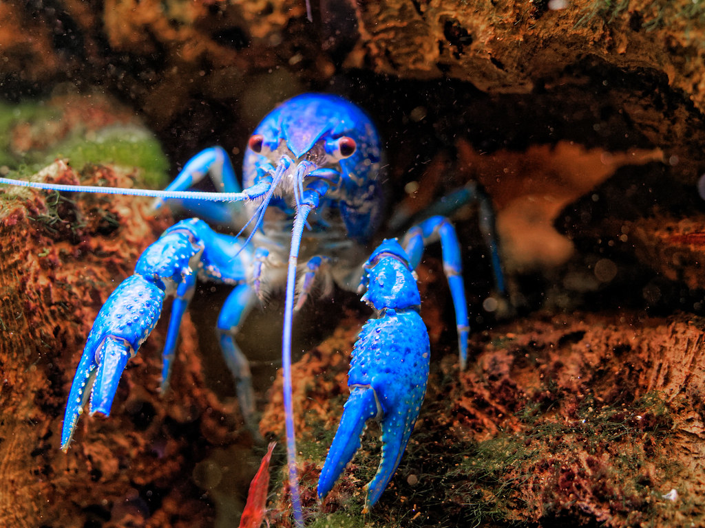 El cierre de la trampa de cangrejo azul del río St. Johns comienza el 16 de enero